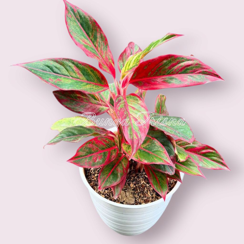 Tanaman Hias Aglonema Lipstik Merah / Aglonema Merah Cantik
