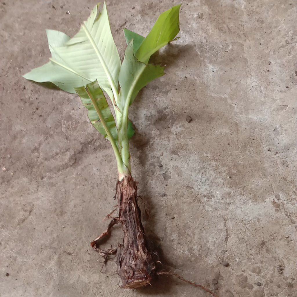 bibit pisang ambon warangan