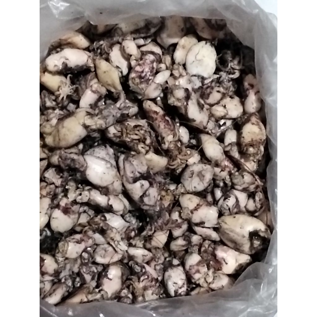 

cumi asin baby tanpa kepala