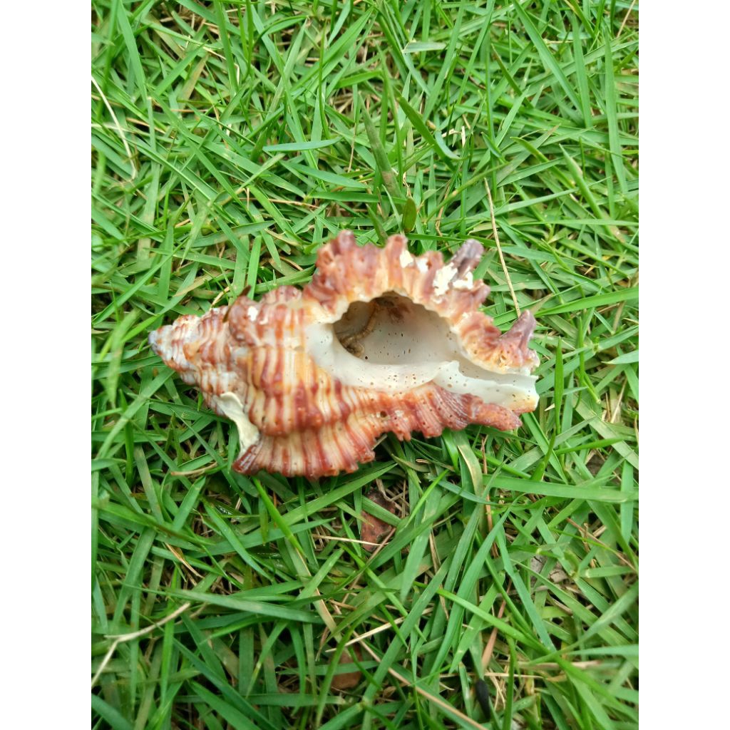 cangkang keong laut unik