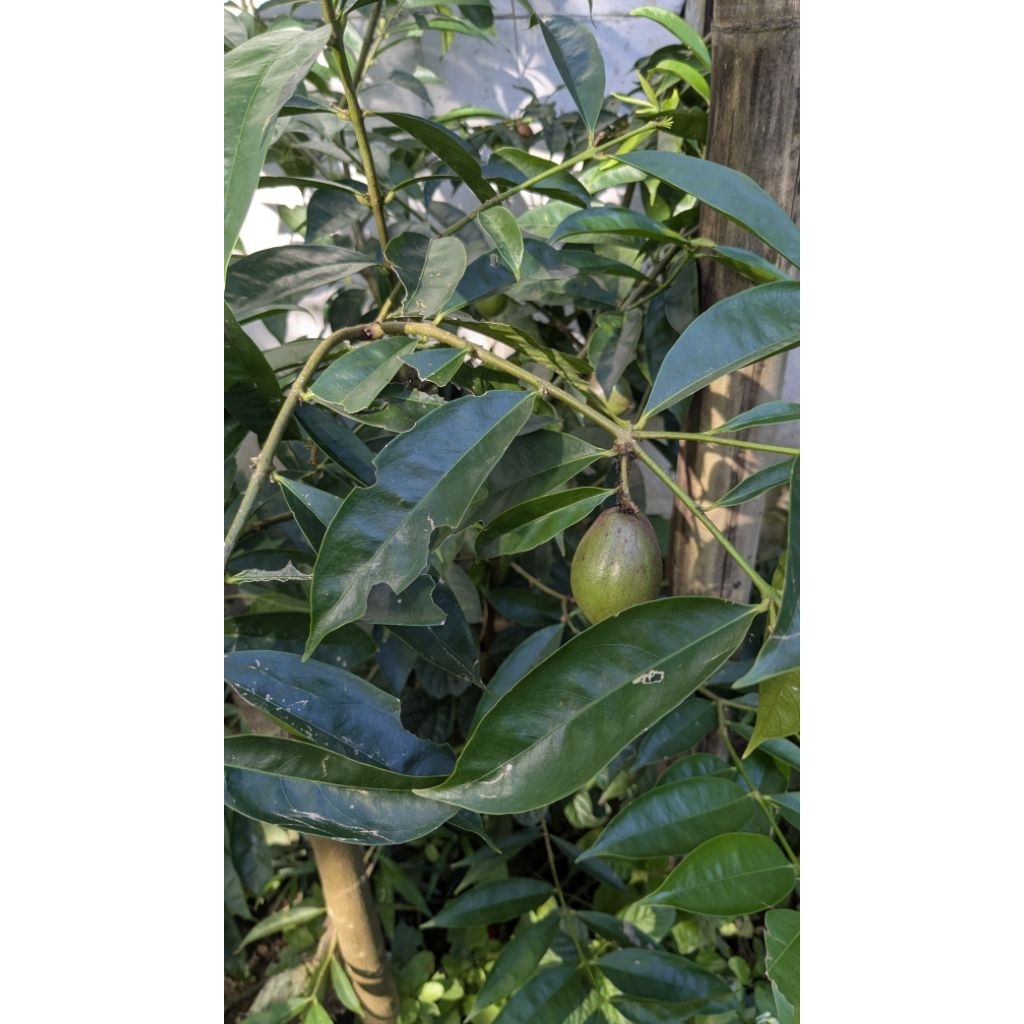 

4pcs buah mahkota dewa buah 1000 manfaat khasiat
