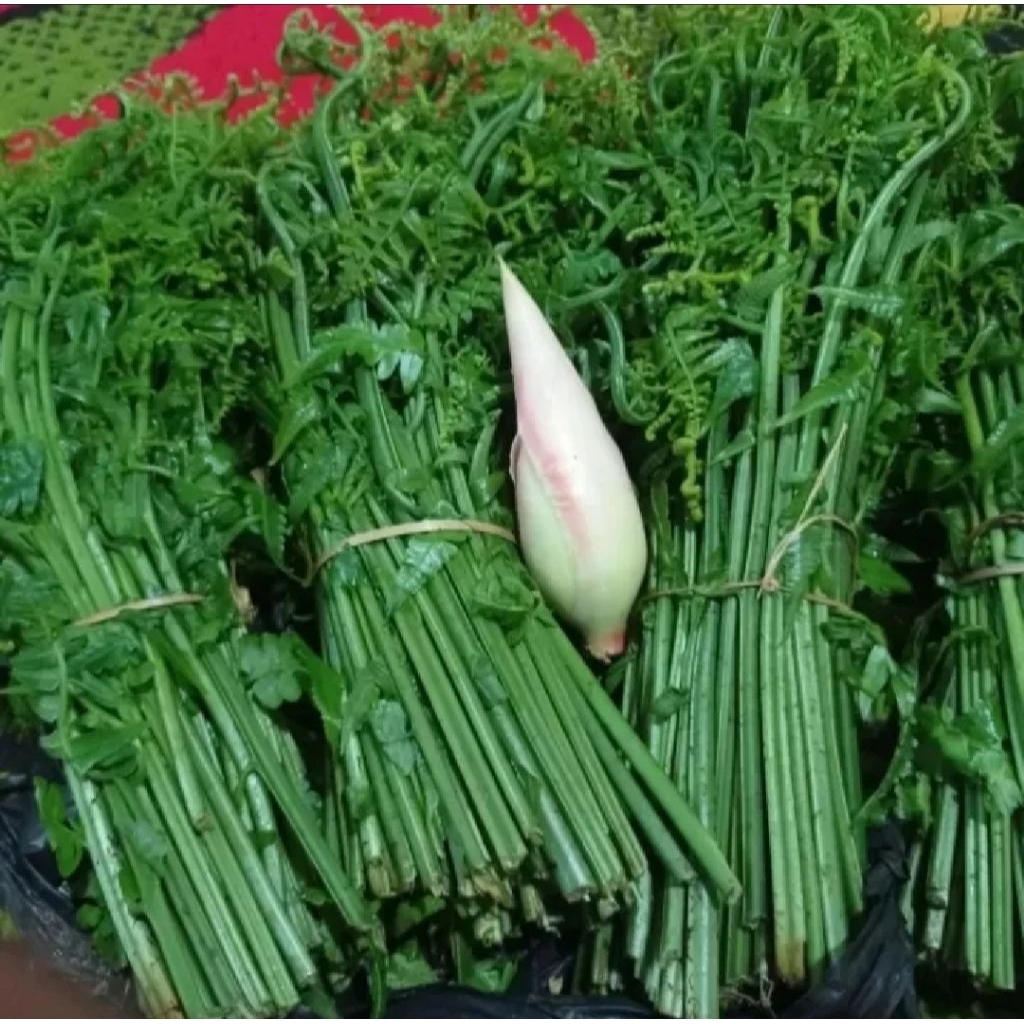 

Pakis sayur segar dan press baru di petik per satu ikat