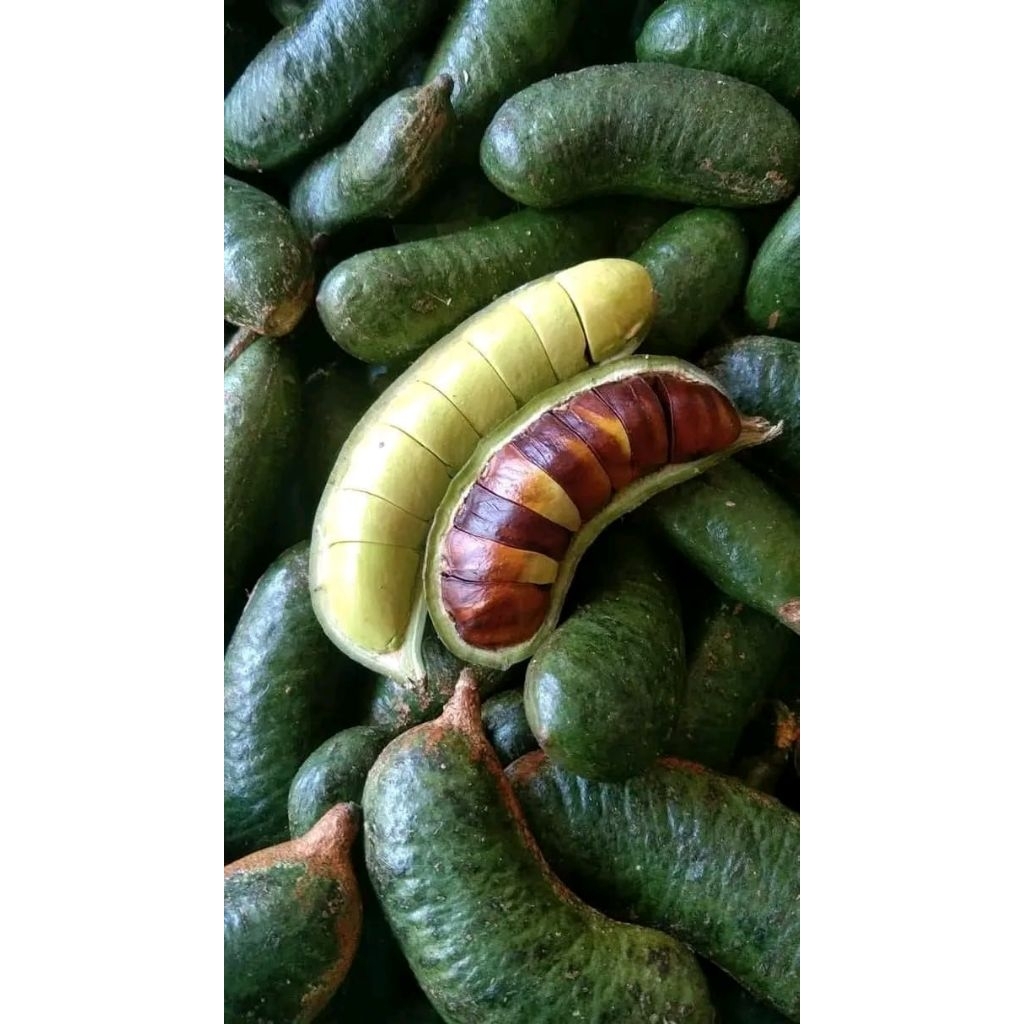 

ready kabau jaling kulitan asli Lampung harga paling murah1kg