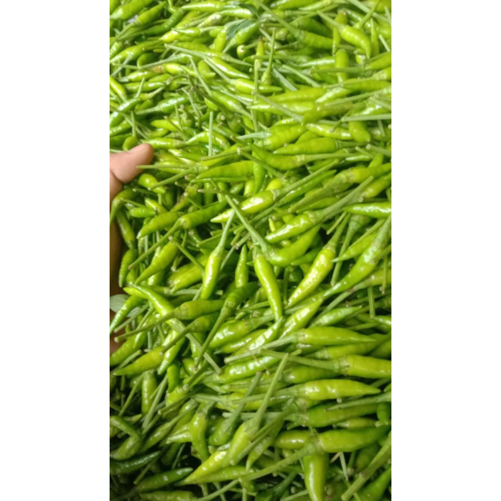 

Cabe Rawit Hijau Caplak super 1kg