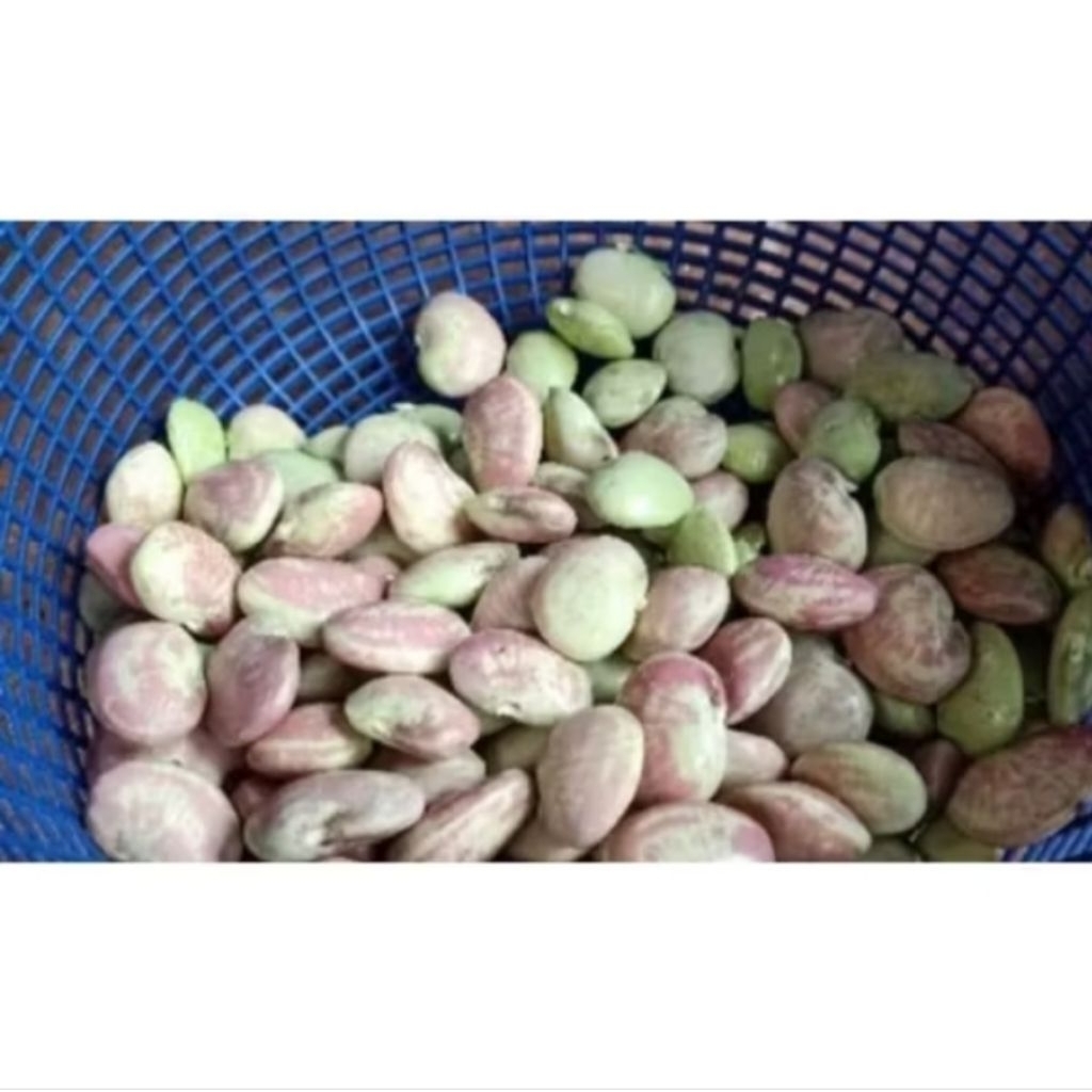 

Kacang koro mentah kupas segar pilihan fresh 50 gram