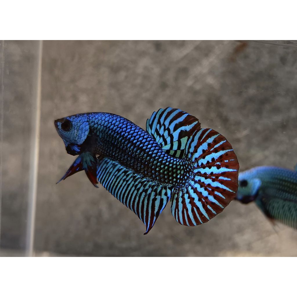 Cupang Wild Betta / Allien