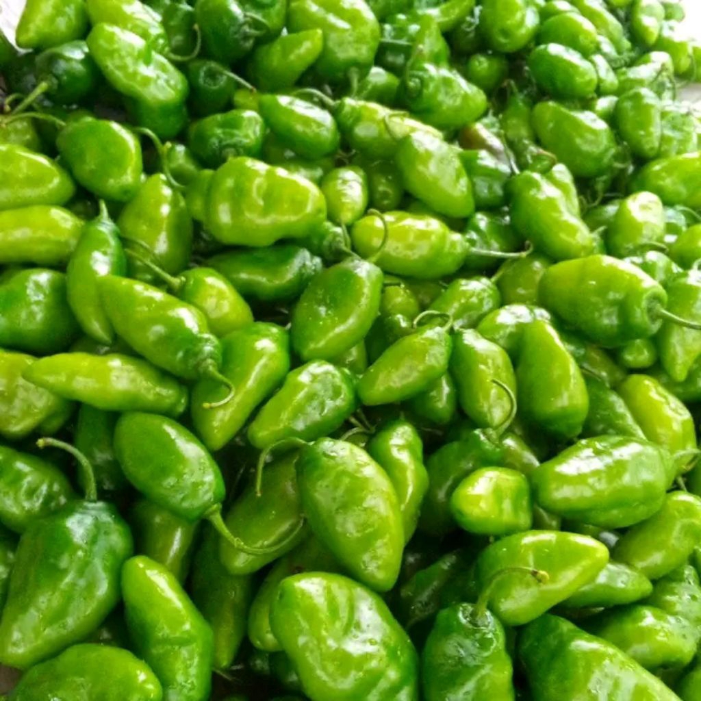 

cabe gendot spesialis pengiriman Pulau Kalimantan Sumatra Riau NTB bali Papua Sulawesi tahan busuk