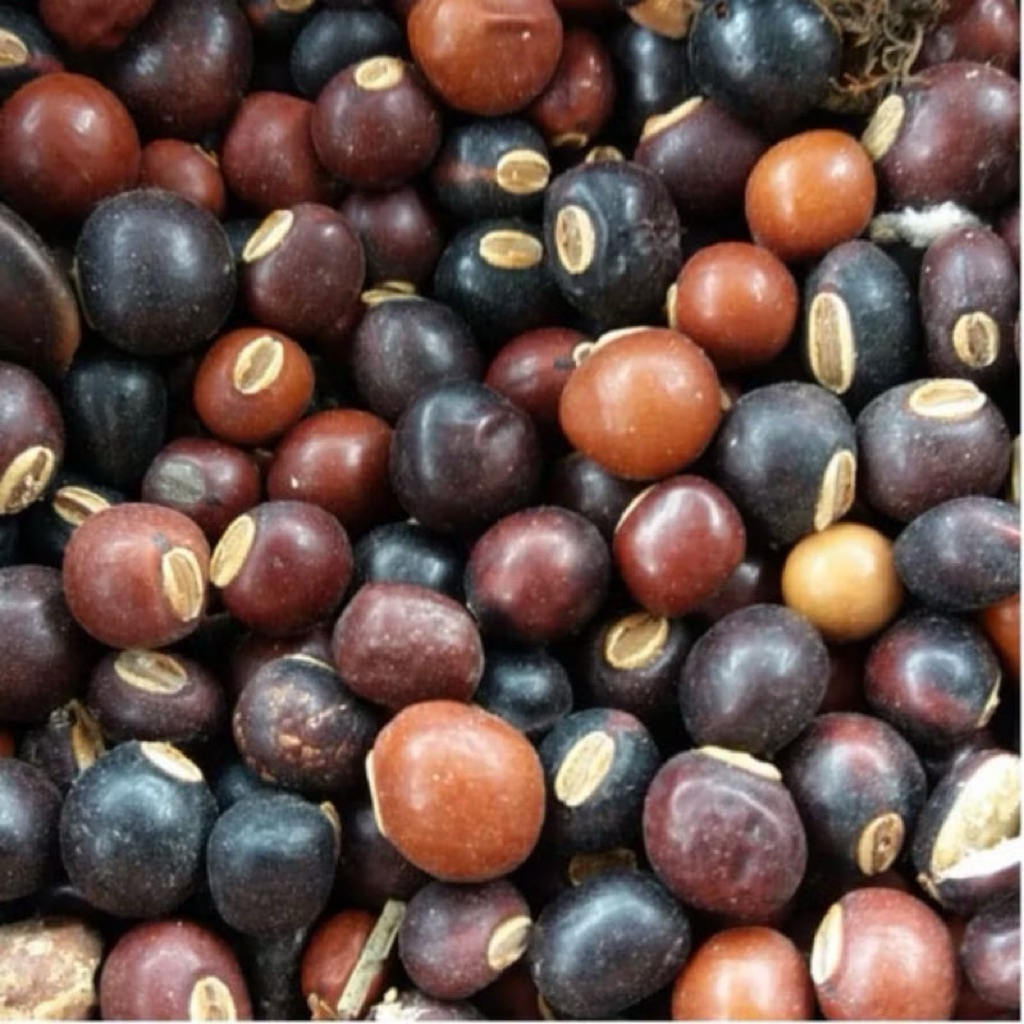 

BIJI KECIPIR/BOTOR/CIPIR 50 GR(MENTAH, KERING, BERSIH)