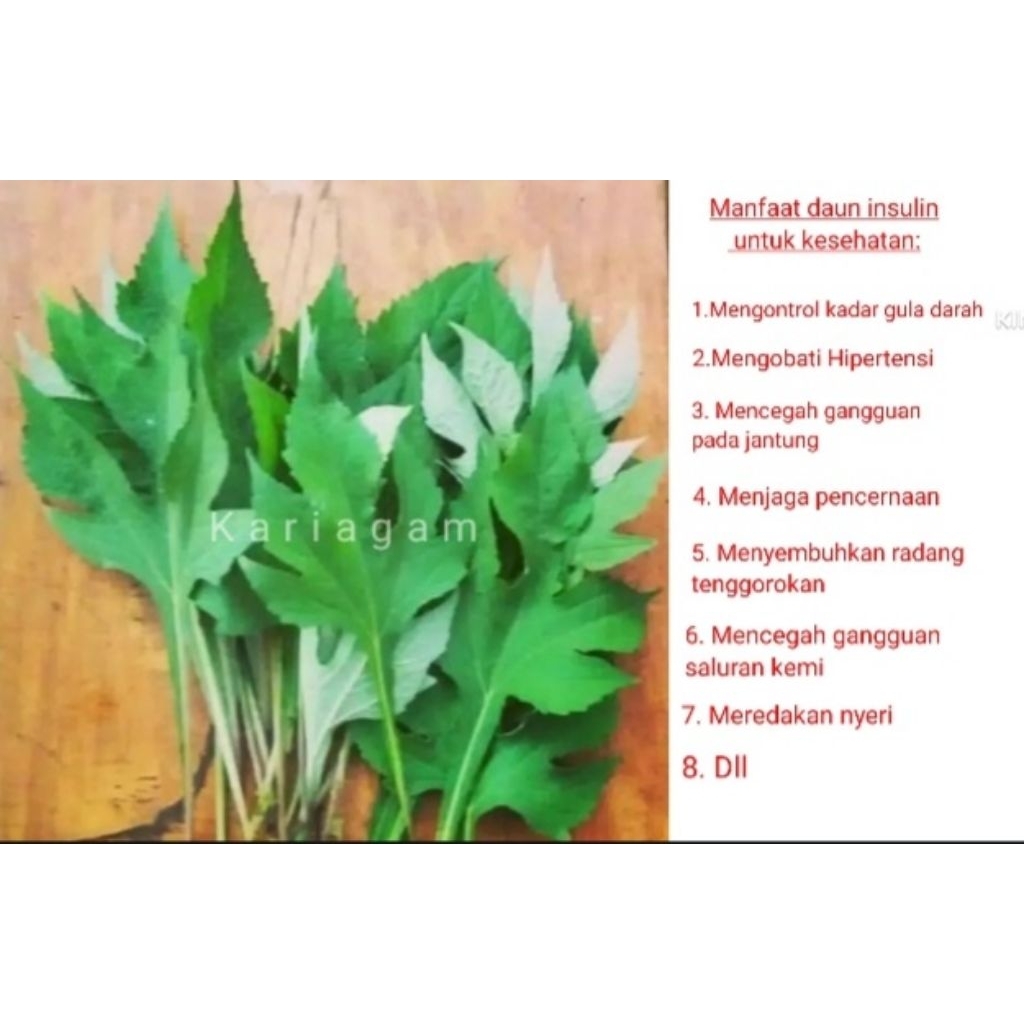 

Daun Insulin/ Kipahit, obat herbal alami, segar 500 Gram.