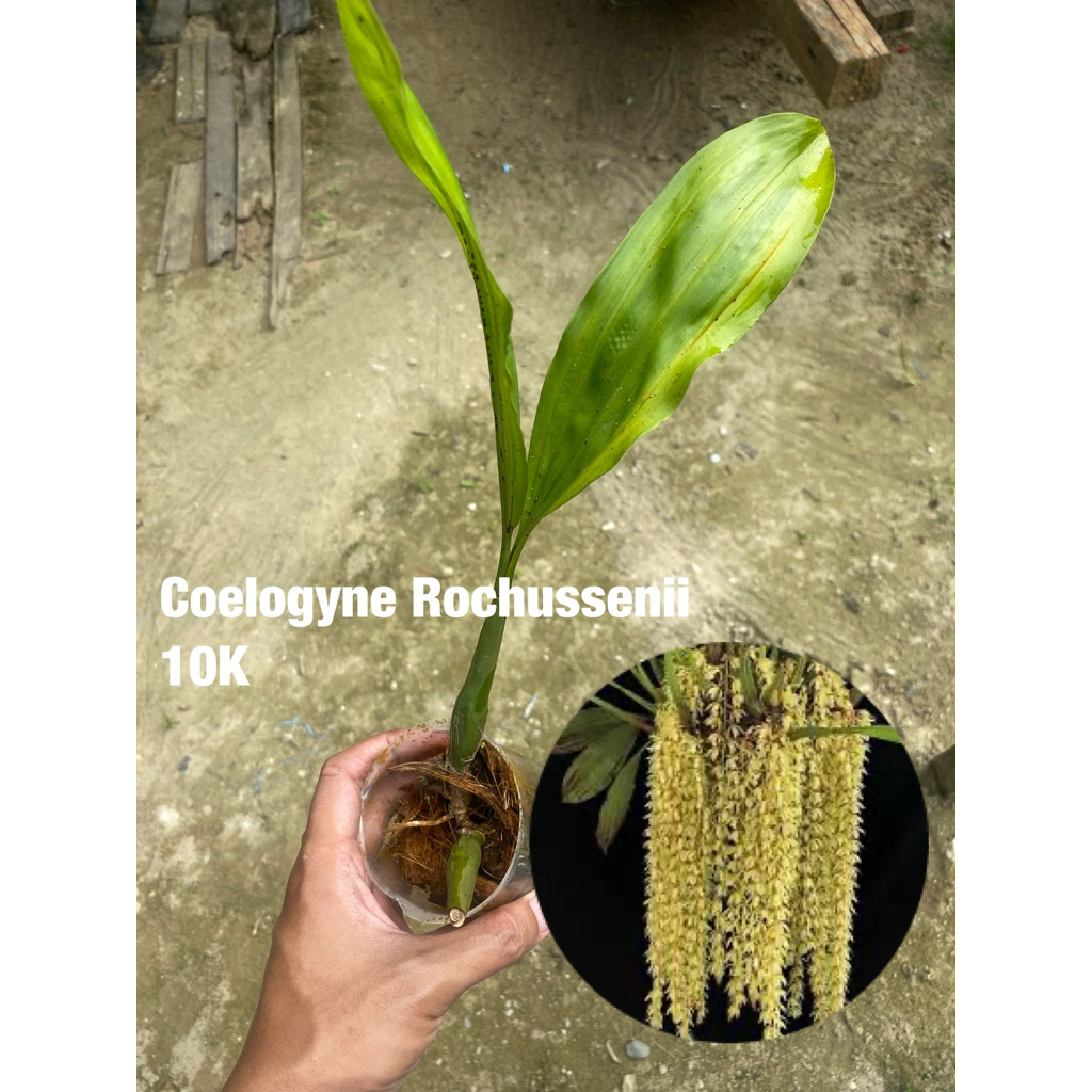 Anggrek Coelogyne Rochussenii