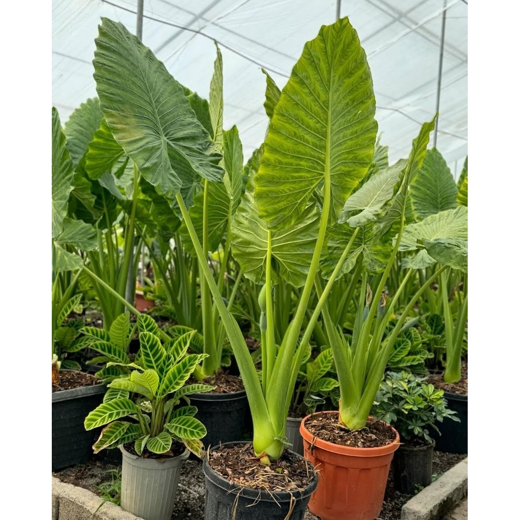 Pohon Sente Hijau Tinggi 1,5 Meter | Tanaman Hias Daun Lebar | Tanaman Tropis Outdoor | Cocok untuk 