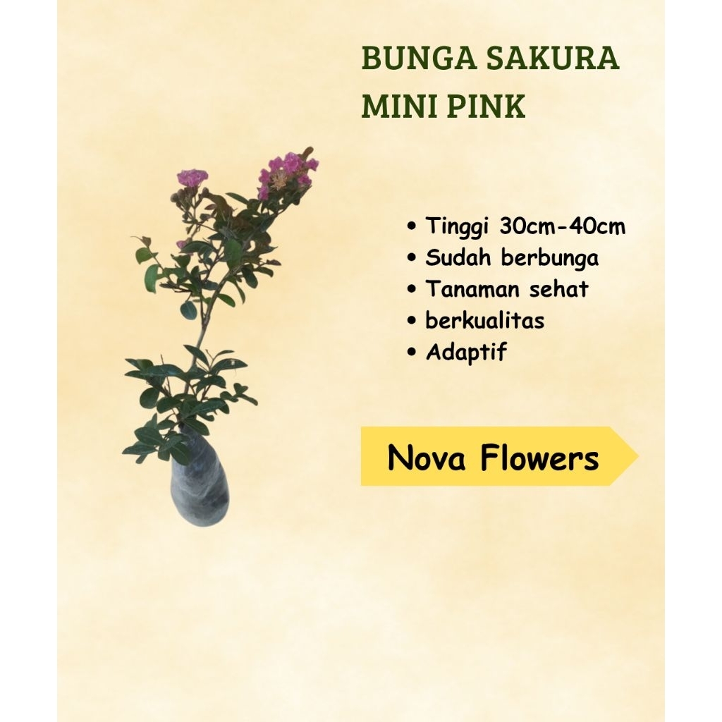 Tanaman Bunga Sakura  Bungur / Sakura Lokal Pink