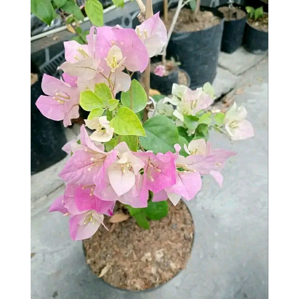 terlaris tanaman hias bugenvil lokal bunga merah jambu white
