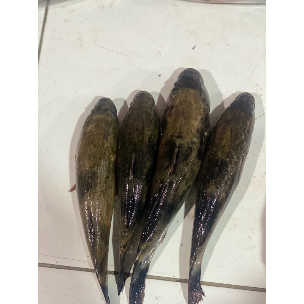 

ikan gabus betutu/malas/boso(1 kg frozen bersih)