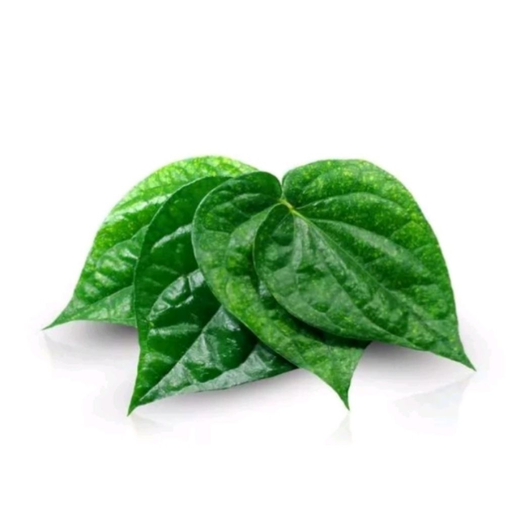 

DAUN SIRIH PUTIH 20 LEMBAR