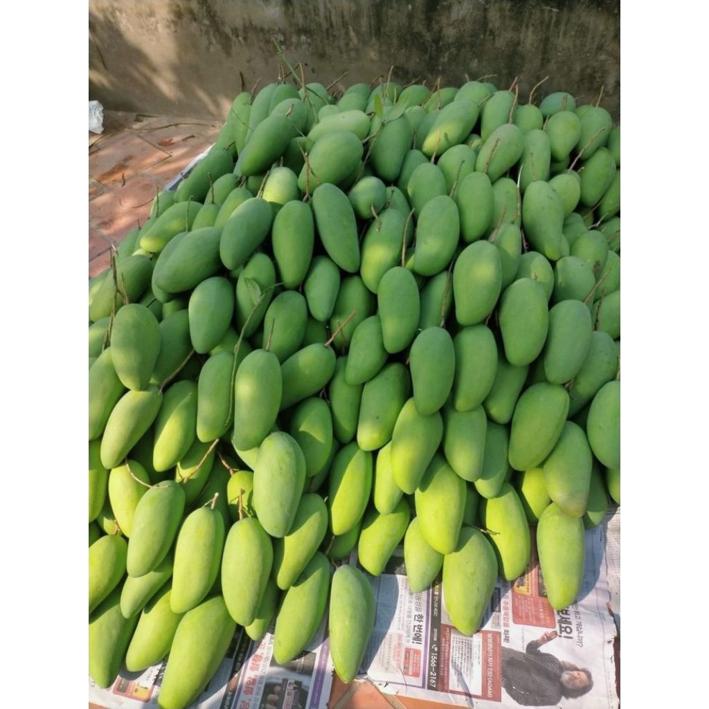 

Mangga Muda Cocok untuk Rujak – 1 KG