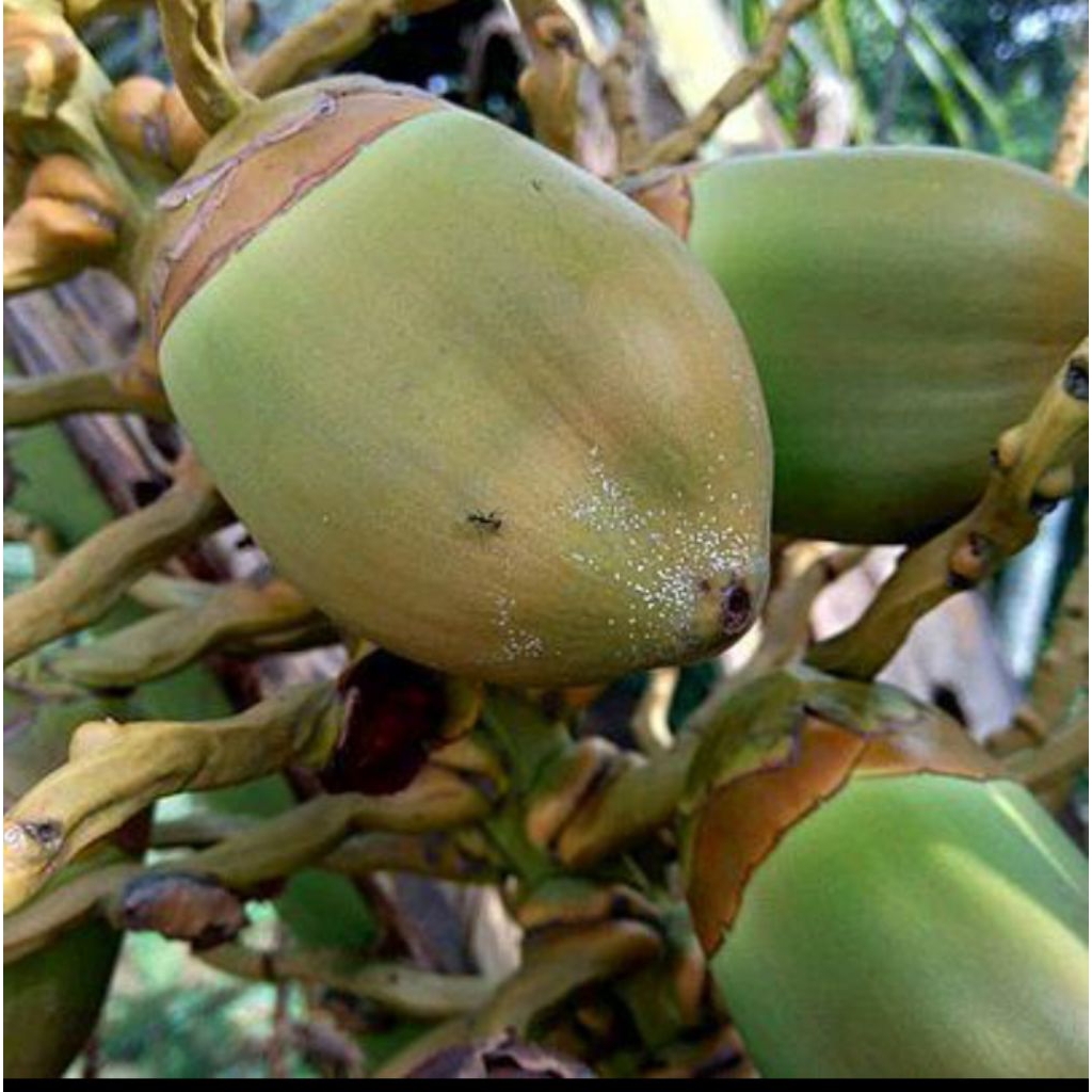 

Bluluk kelapa obat herbal isi 10pcs murah/bluluk kelapa