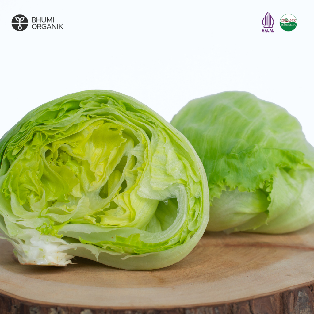 

Selada Iceberg Organik 500 gram - Ceritanik / Bhumi Organik - Iceberg Lettuce Organic - Sayur Organik Murah - Sayur Organik Sehat - Sayur Organik Premium