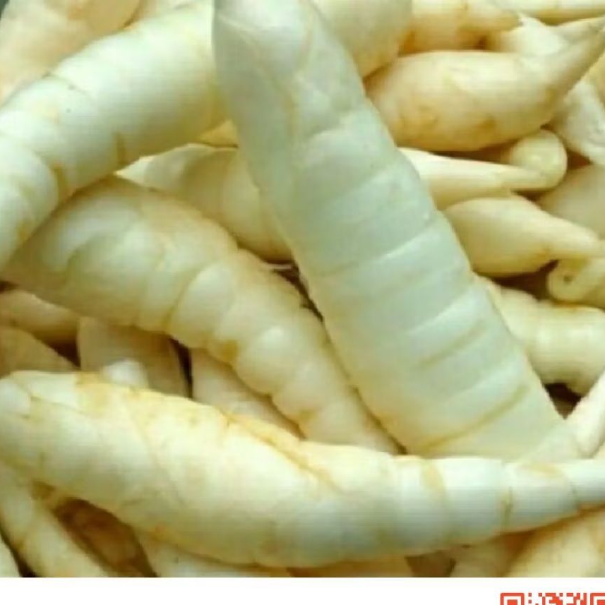 

umbi garut umbi putih1 kg kaya mnapaat