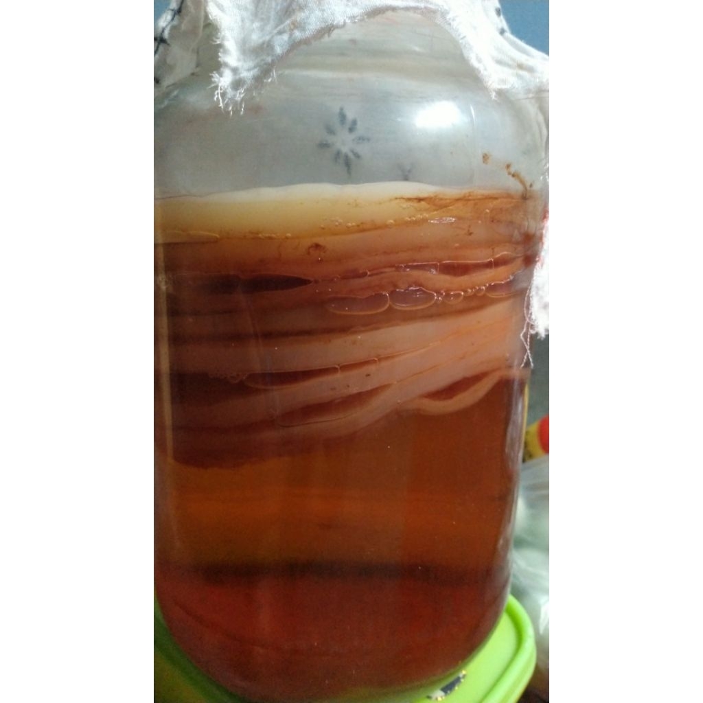 

kombucha starter 100ml/jamur dipo