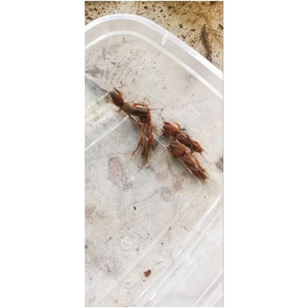 orong-orong/(gaang)/ isi 10 ekor