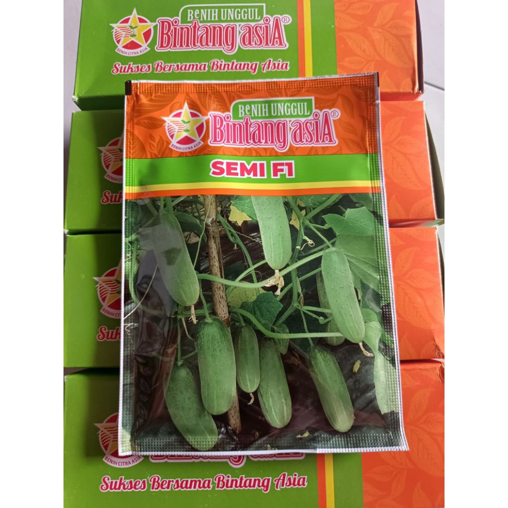Benih mentimun baby Bintang Asia – SEMI F1 (Benih mentimun)