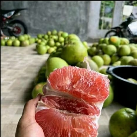 

jeruk pamelo madu muria berat 1,5 -1,8
