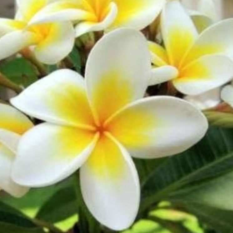 bibit Bunga Kantil putih/kuning/merah siap tanam