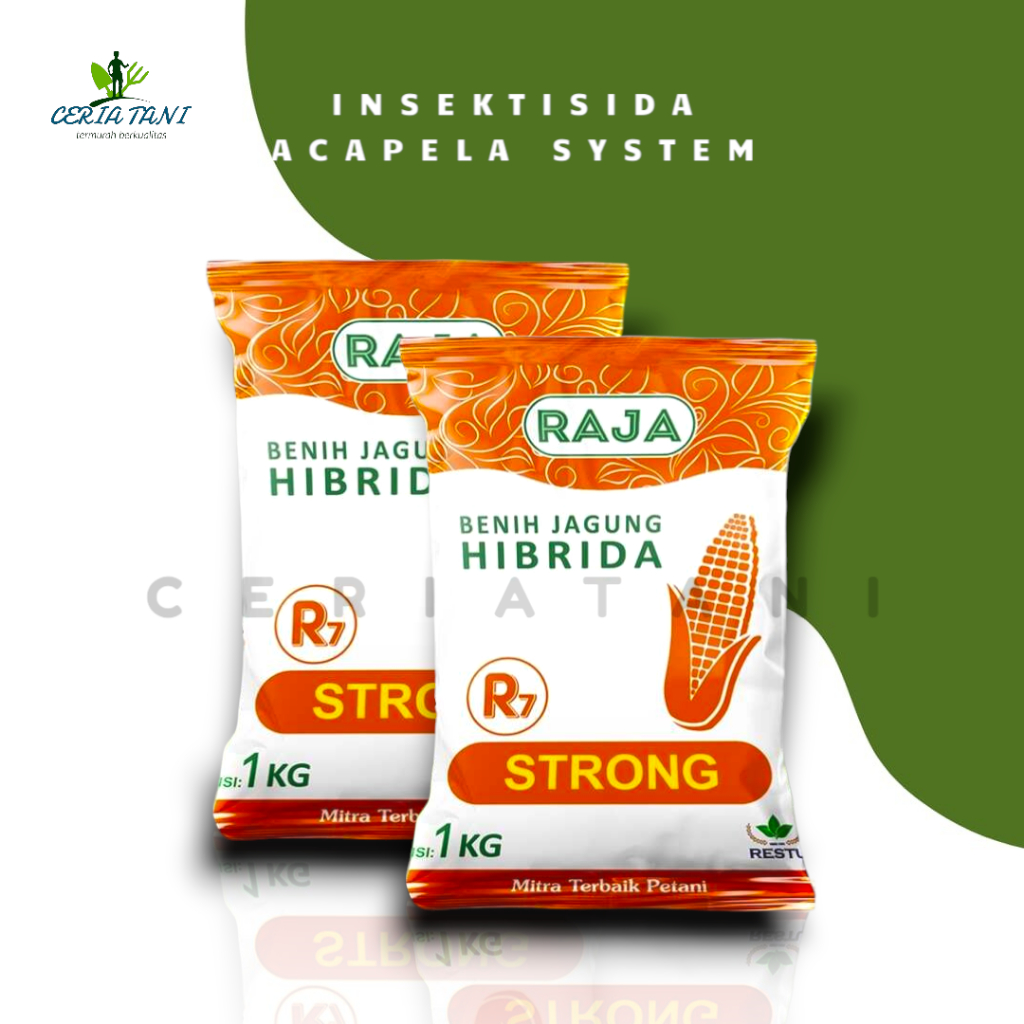 Benih Jagung Hibrida Raja R7 Strong – 1kg
