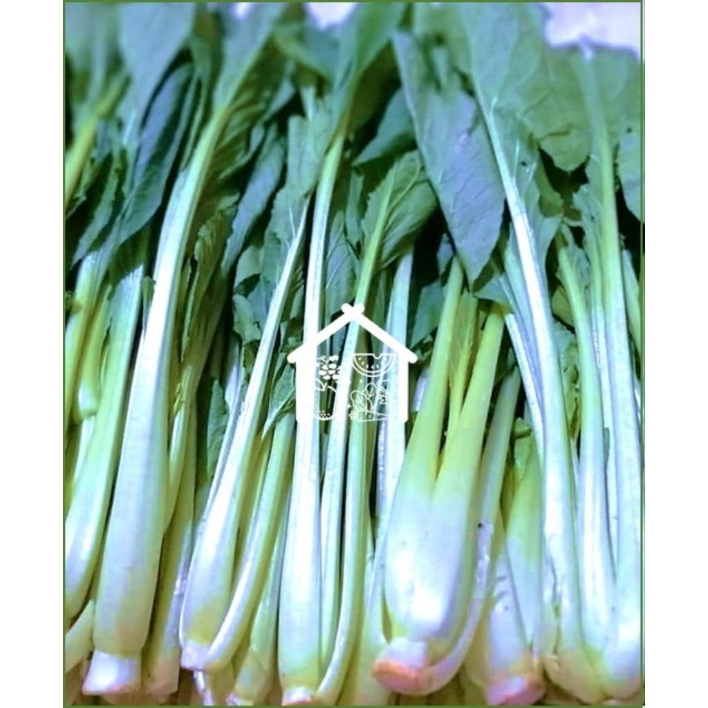 

Sawi Hijau Caisim 500 Gram Pilihan Hemat