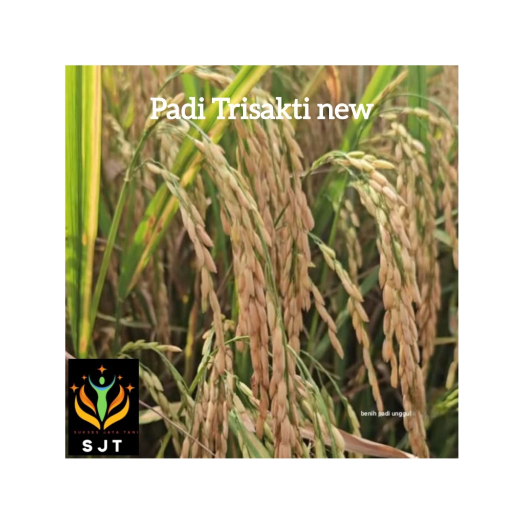 Benih padi unggul Trisakti New genjah super Kemasan 1Kg