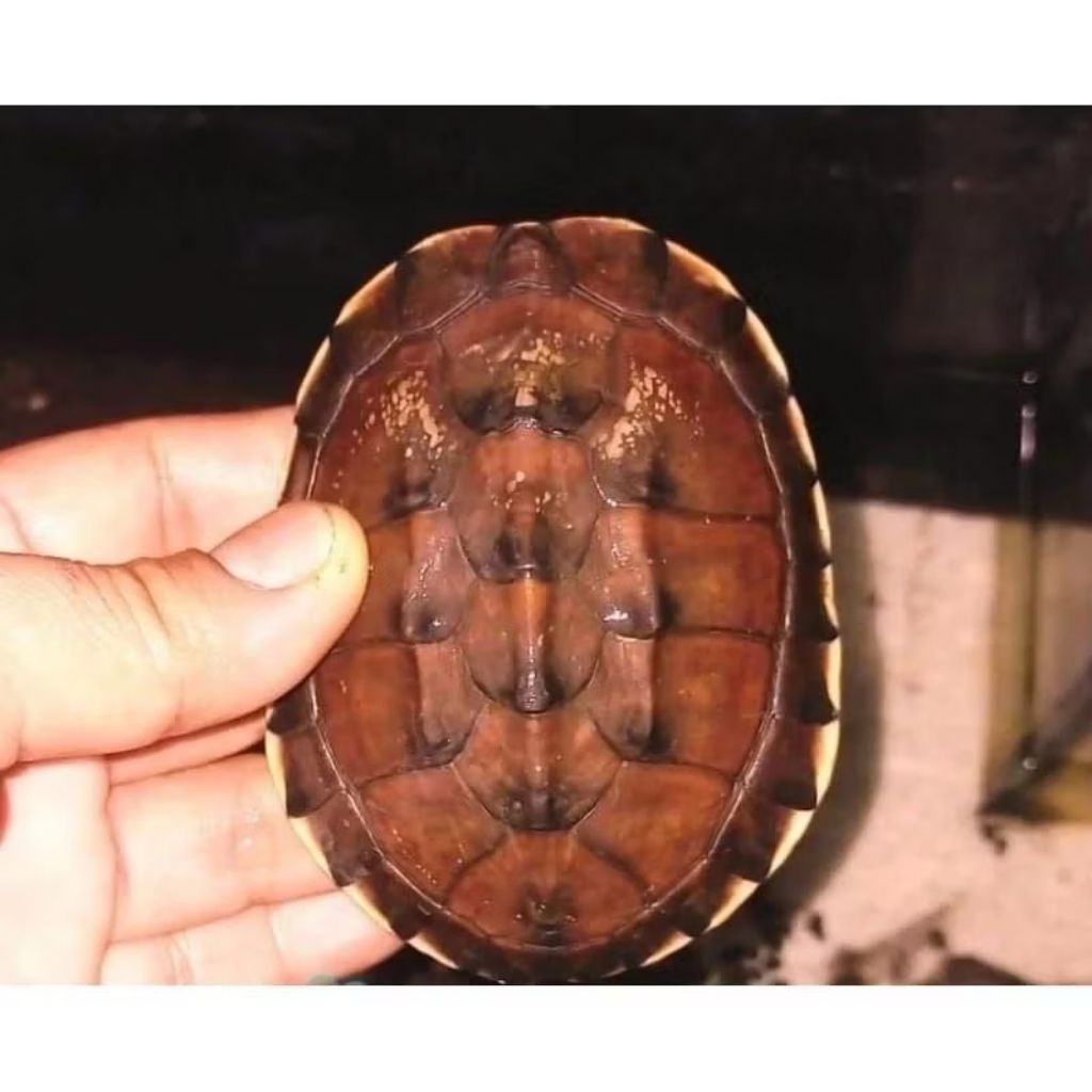 mainan patung asesoris kolam/ aquarium,patung kura mse malayan,