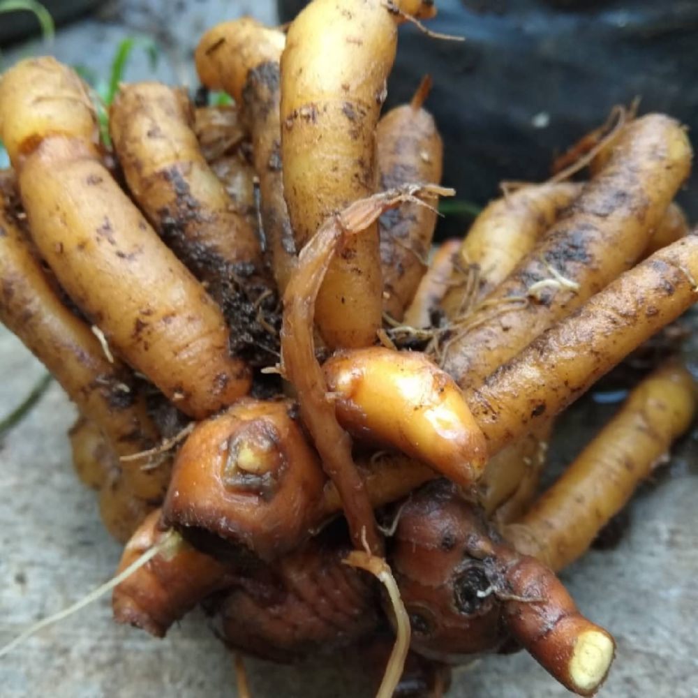 

500 gram temu pepet temu kunci kering segar