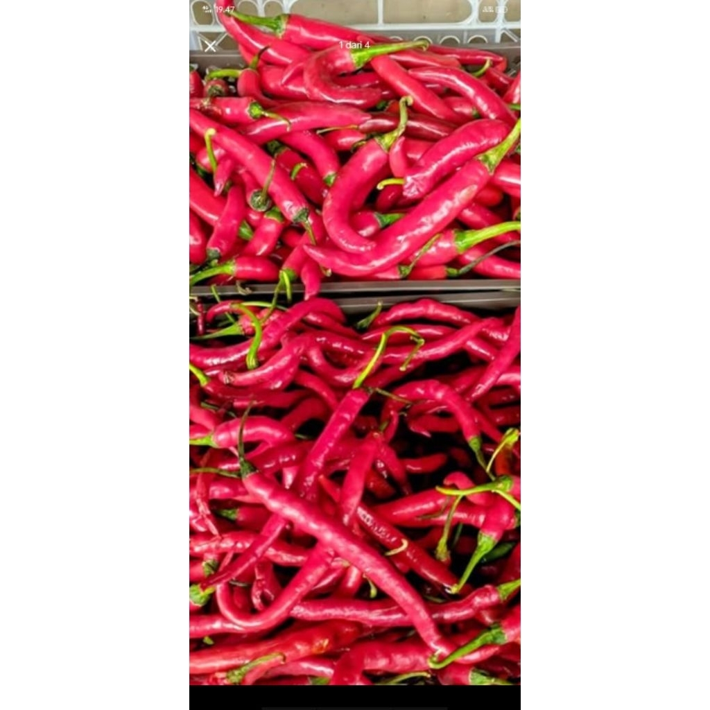 

cabai merah kriting