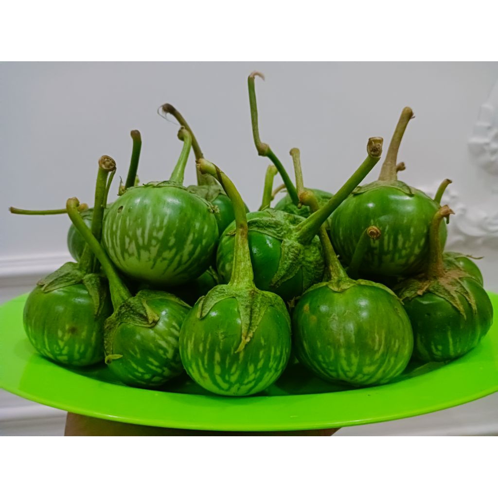 

Terong Bulat Hijau/Terong Lalap/Terong Sambal 1 Kg