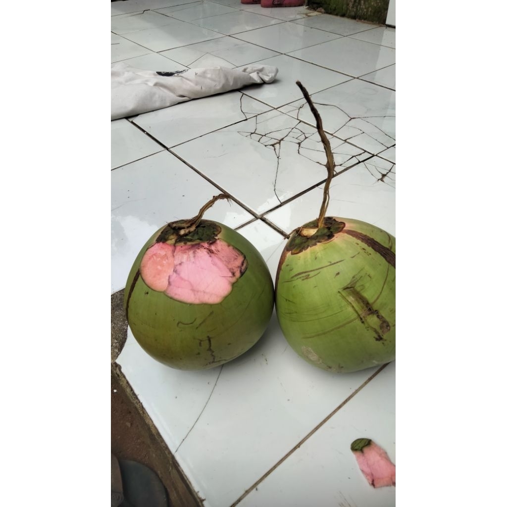 

kelapa ijo cupat merah/ 1 buah
