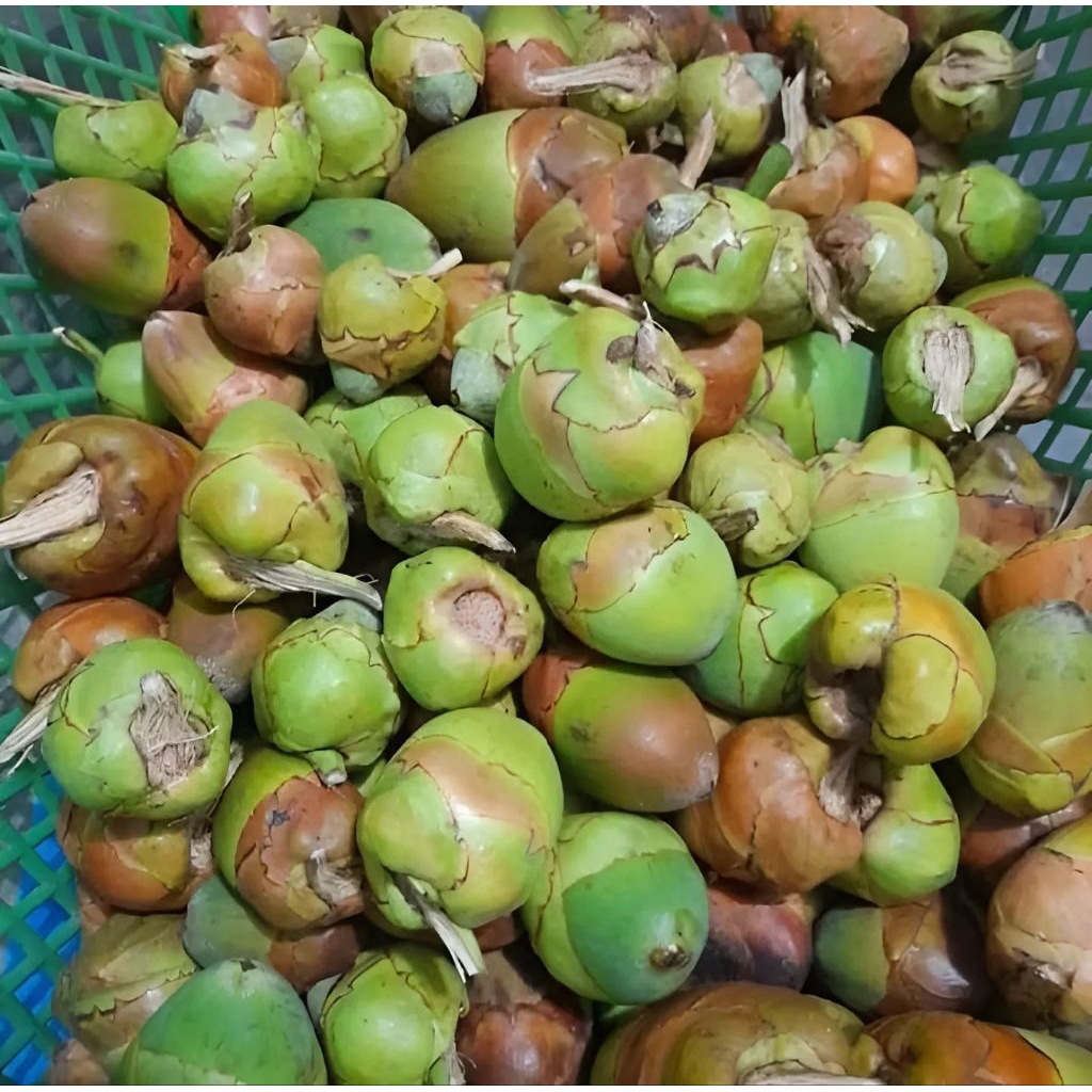 

AS24 | 10 Pcs Bululuk/Tembuluk Kelapa Muda – Bahan Herbal Tradisional