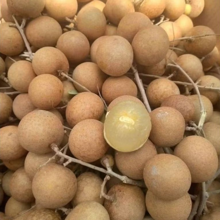 

KELENGKENG BANGKOK NON RANTING 1kg