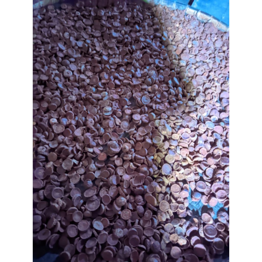 

PINANG MUDA IRIS KERING