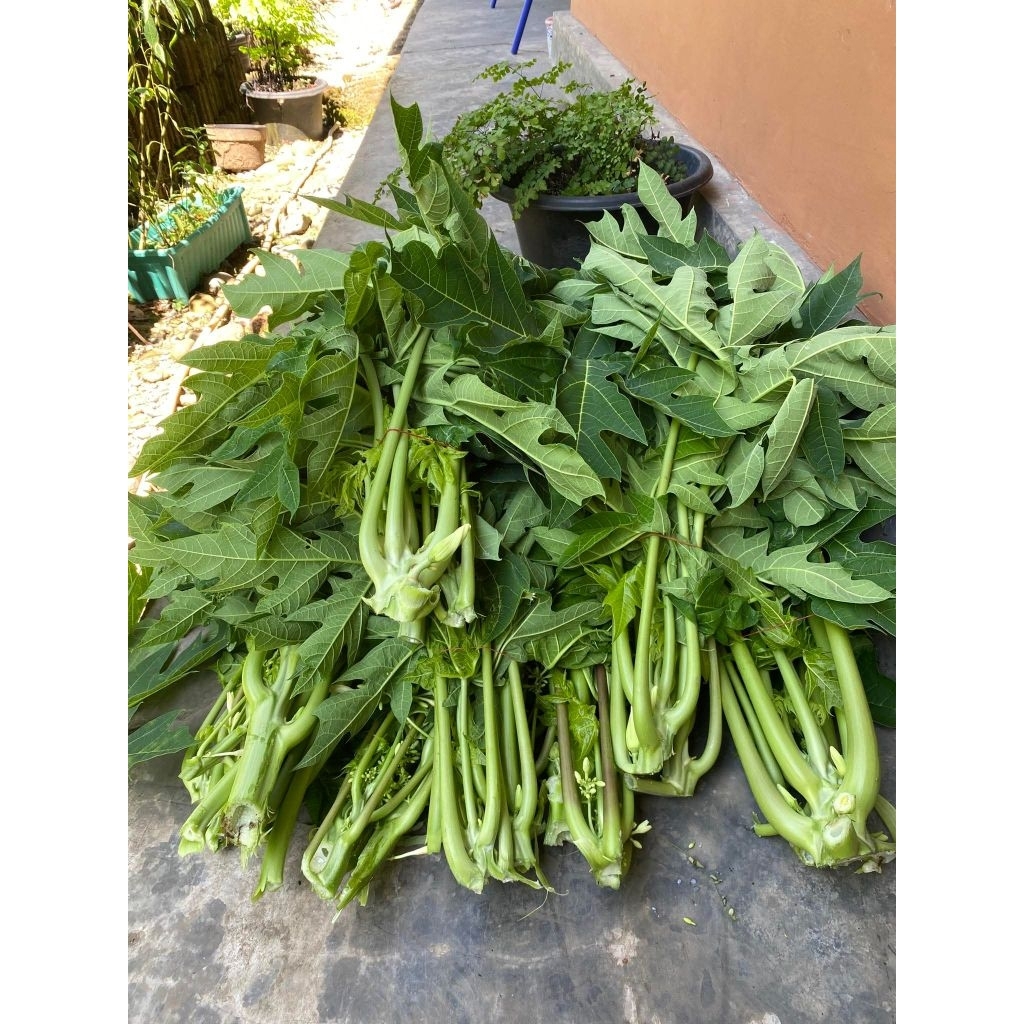 

daun pepaya segar per ikat