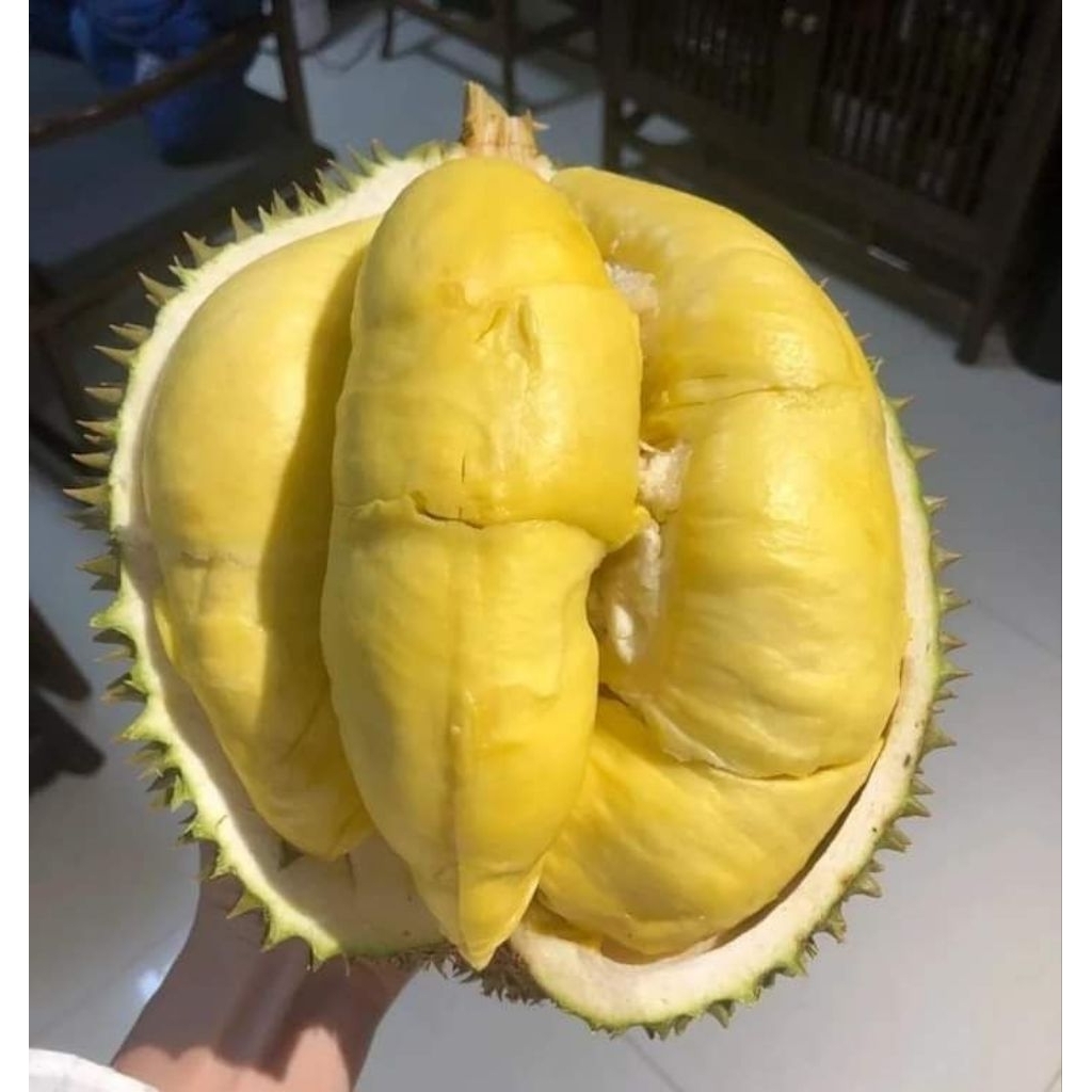 

DURIAN MONTONG BALI UTUH BERAT 2KG