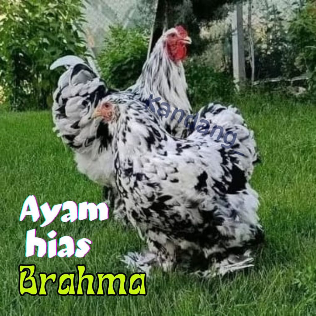 

telur ayam hias Brahma siap tetas