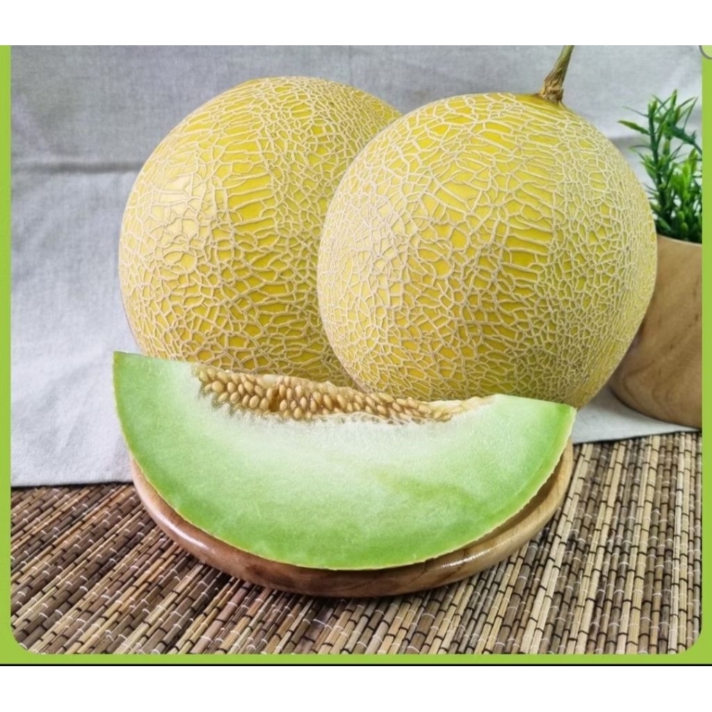 

Melon Inthanon Hydroponik Greenhouse berat 500g_1kg