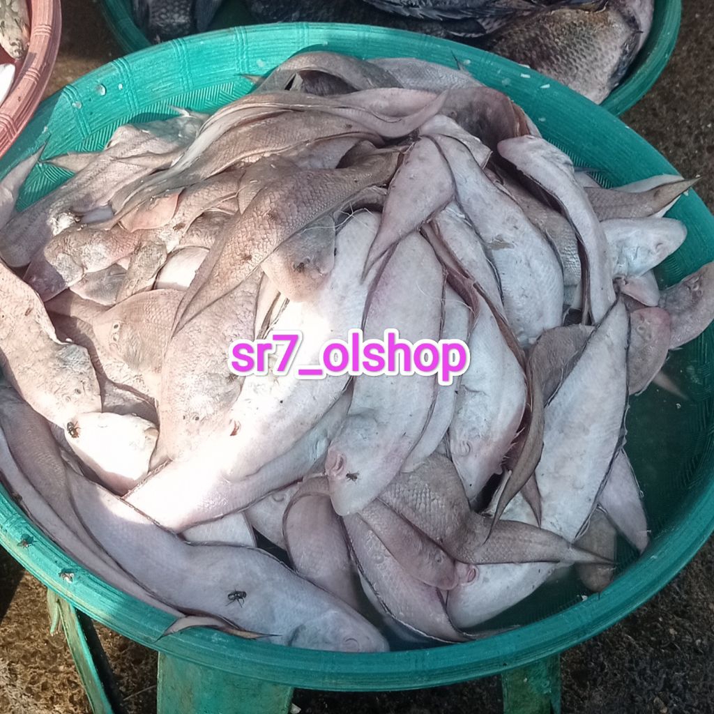 

Ikan Lidah Mentah Bukan Frozen