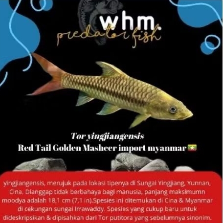 Tor yinjiangensis Red Tail Golden Masheer 8-10 cm [PROMO TERMURAH] import Myanmar (backup)