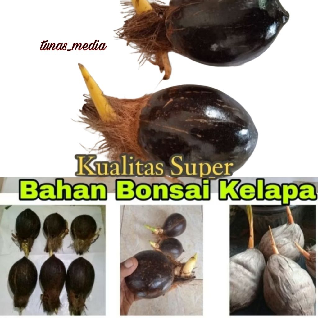 Bonsai Kelapa/Bahan Bonsai Kelapa/Bonsai Kelapa Gading/Bonsai Kelapa Minion