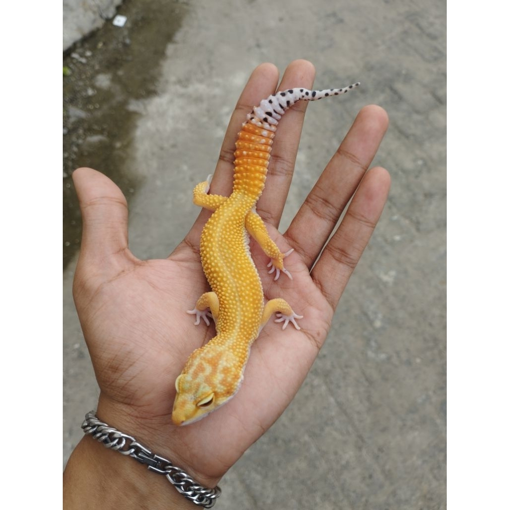 Leopard gecko Emerine RS line het Raptor/Eublepharis macularius