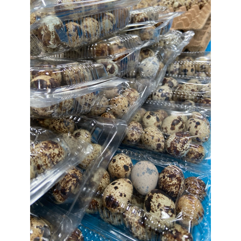 

Telur puyuh kualitas terbaik isi 20 plus termurah