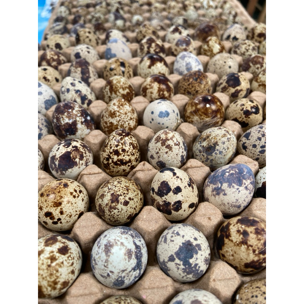 

Telur puyuh berkualitas terbaik isi 100 pcs termurah