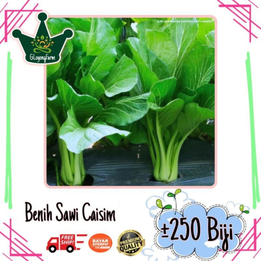 Benih Sawi Caisim Manis Hidroponik Bibit Tanaman Sayur Sayuran Seribuan Gloyong Farm
